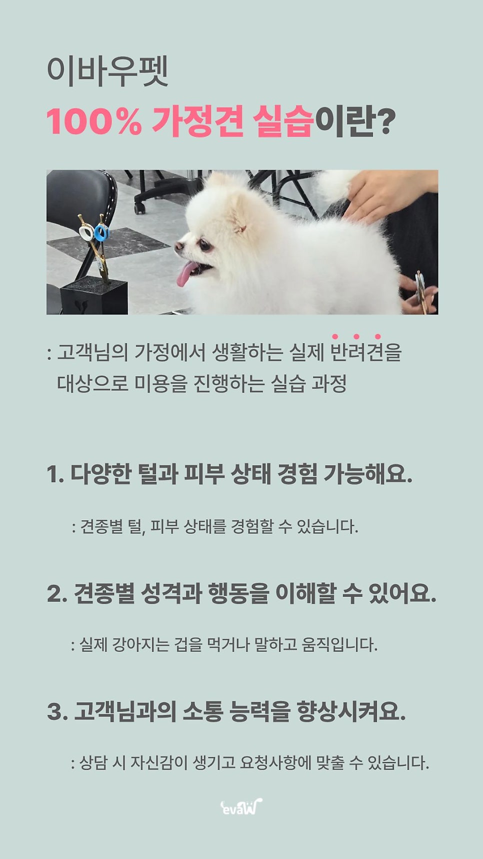 성남애견미용학원, 실견 실습으로 실무 능력 키우기 — 사진 7
