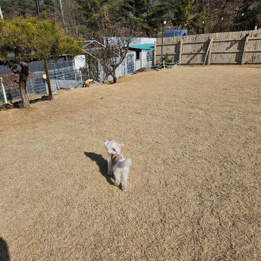 밀양 쿠쿠숲펜션: 강아지 개별 운동장 완비 부산 근교 애견동반 — 사진 11