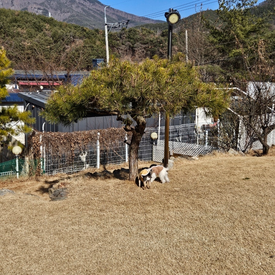 밀양 쿠쿠숲펜션: 강아지 개별 운동장 완비 부산 근교 애견동반 — 사진 14