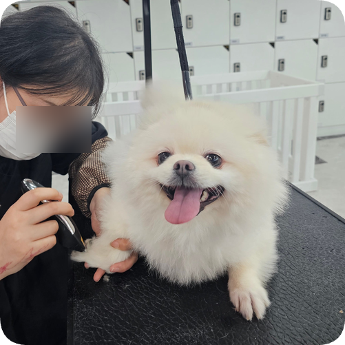 대전 애견미용학원, 자격증 고득점 합격 비결 공개 — 사진 8