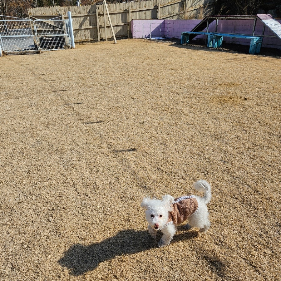 밀양 쿠쿠숲펜션: 강아지 개별 운동장 완비 부산 근교 애견동반 — 사진 10