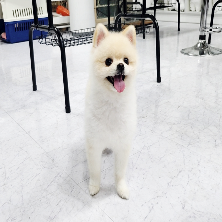 부산 애견미용학원 국비 비교 및 자격증 취득 과정 안내 — 사진 8