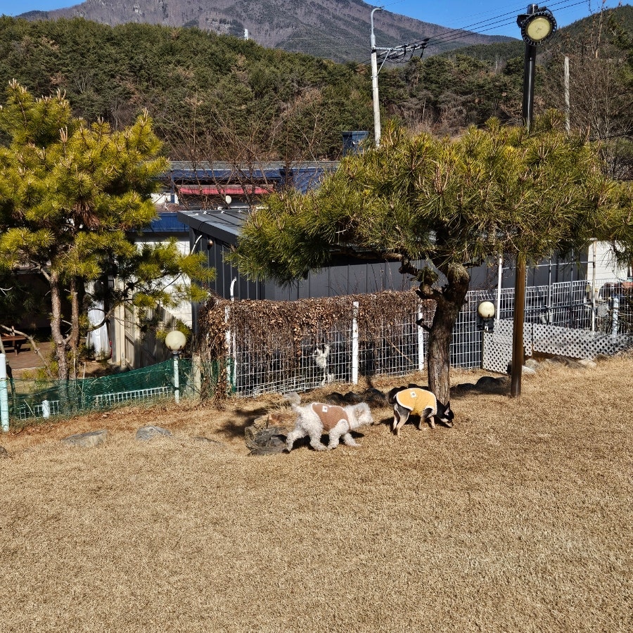 밀양 쿠쿠숲펜션: 강아지 개별 운동장 완비 부산 근교 애견동반 — 사진 13
