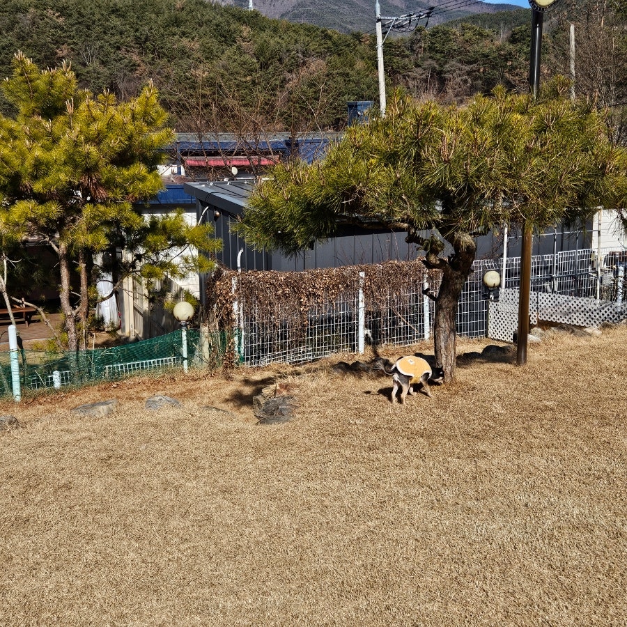 밀양 쿠쿠숲펜션: 강아지 개별 운동장 완비 부산 근교 애견동반 — 사진 12