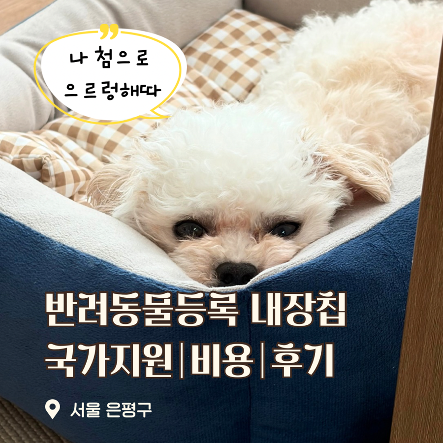 반려동물 등록 방법, 비용, 후기 (서울 지원금 포함)