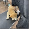대구 강아지 미용 학원 수강료 및 자격증 취득 과정 — 사진 2