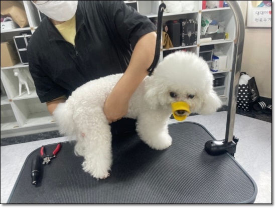 대구 강아지 미용 학원 수강료 및 자격증 취득 과정 — 사진 5