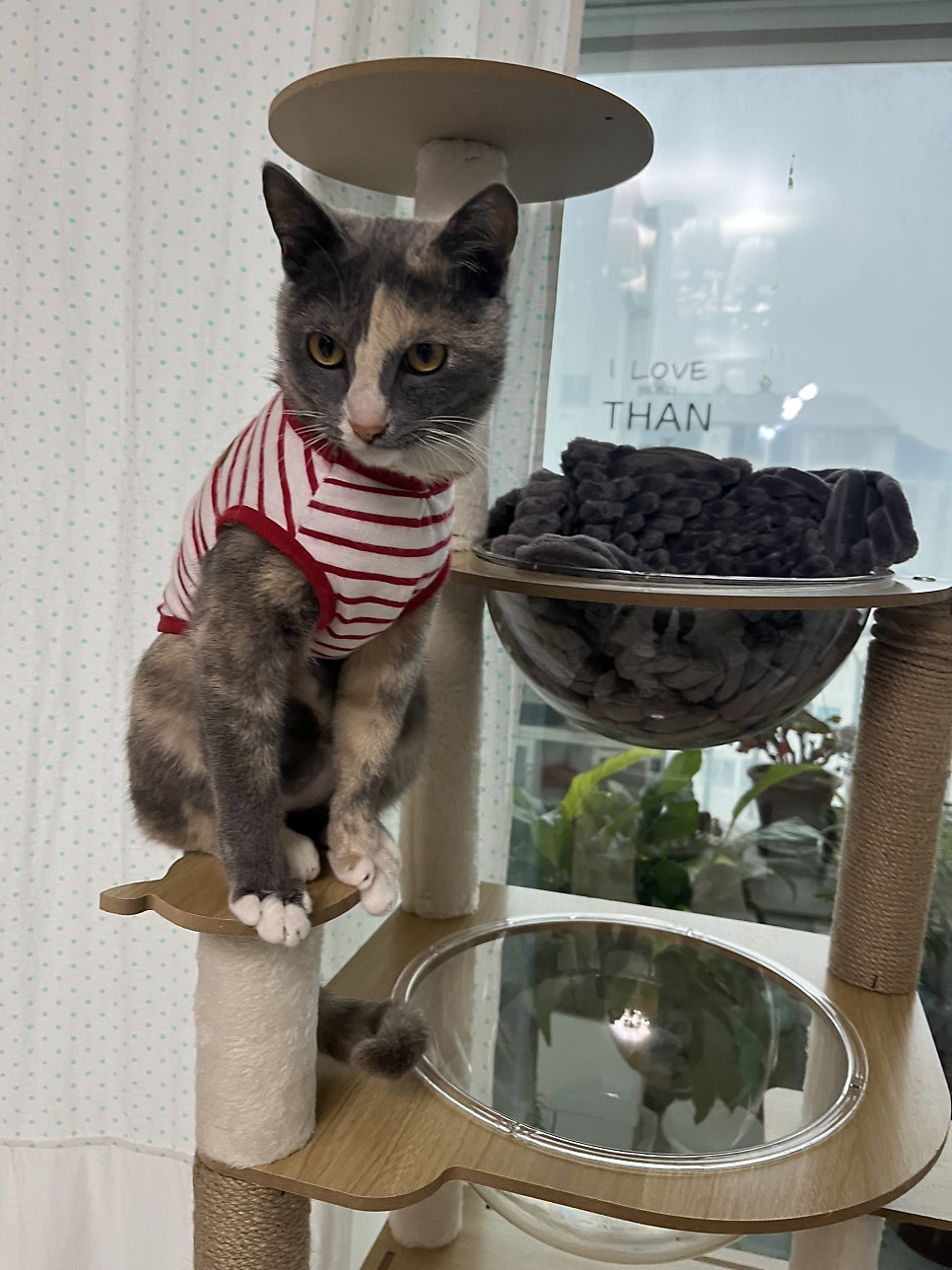 고양이 중성화 후 링웜 피부병, 면역력 강화 후기
