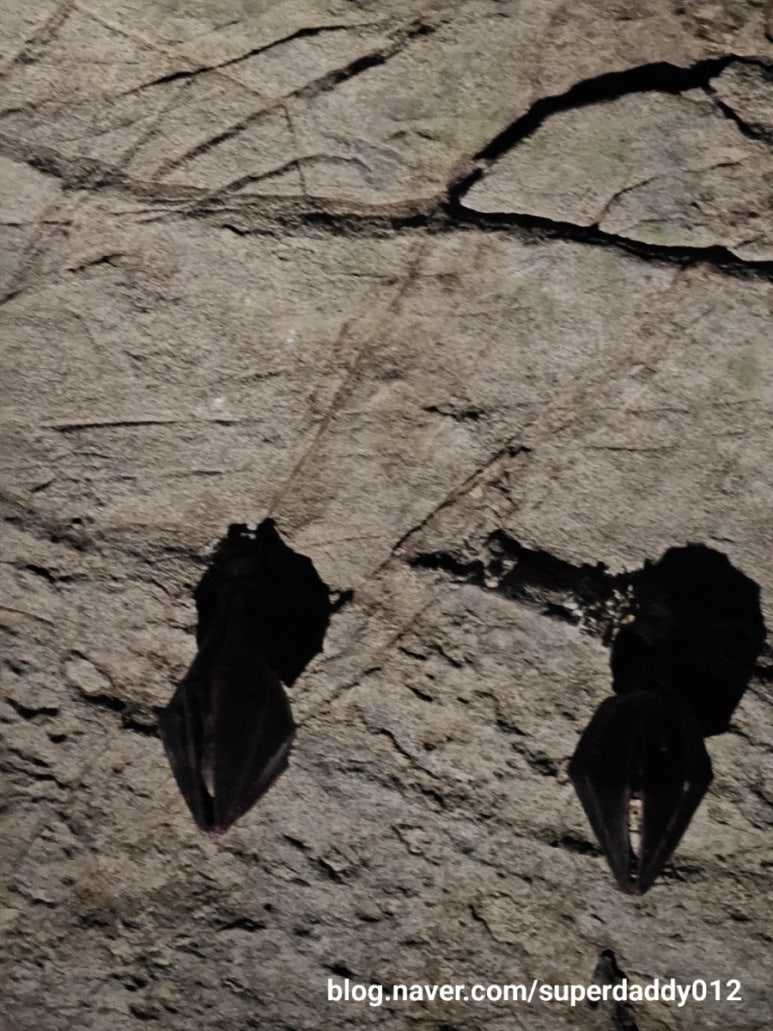 고수동굴 이미지