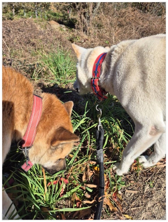 들꽃정원펜션 이미지