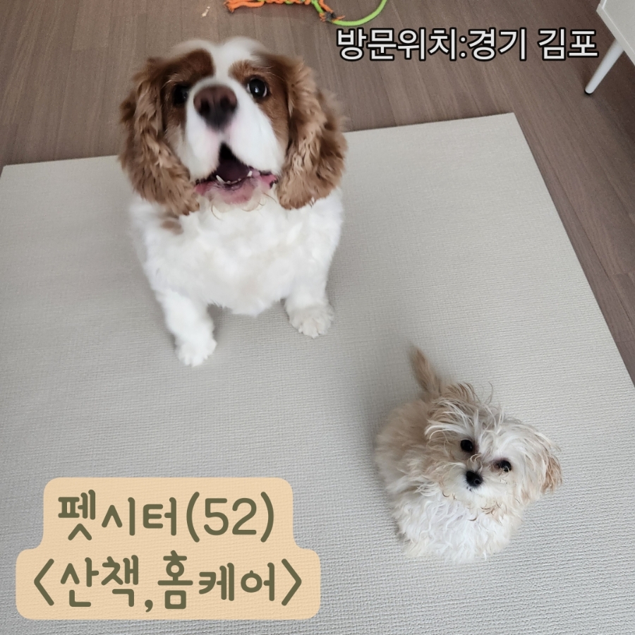 김포 강아지 홈케어 펫시터: 킹찰스 스파니얼 & 말티푸 돌봄 후기 — 사진 2