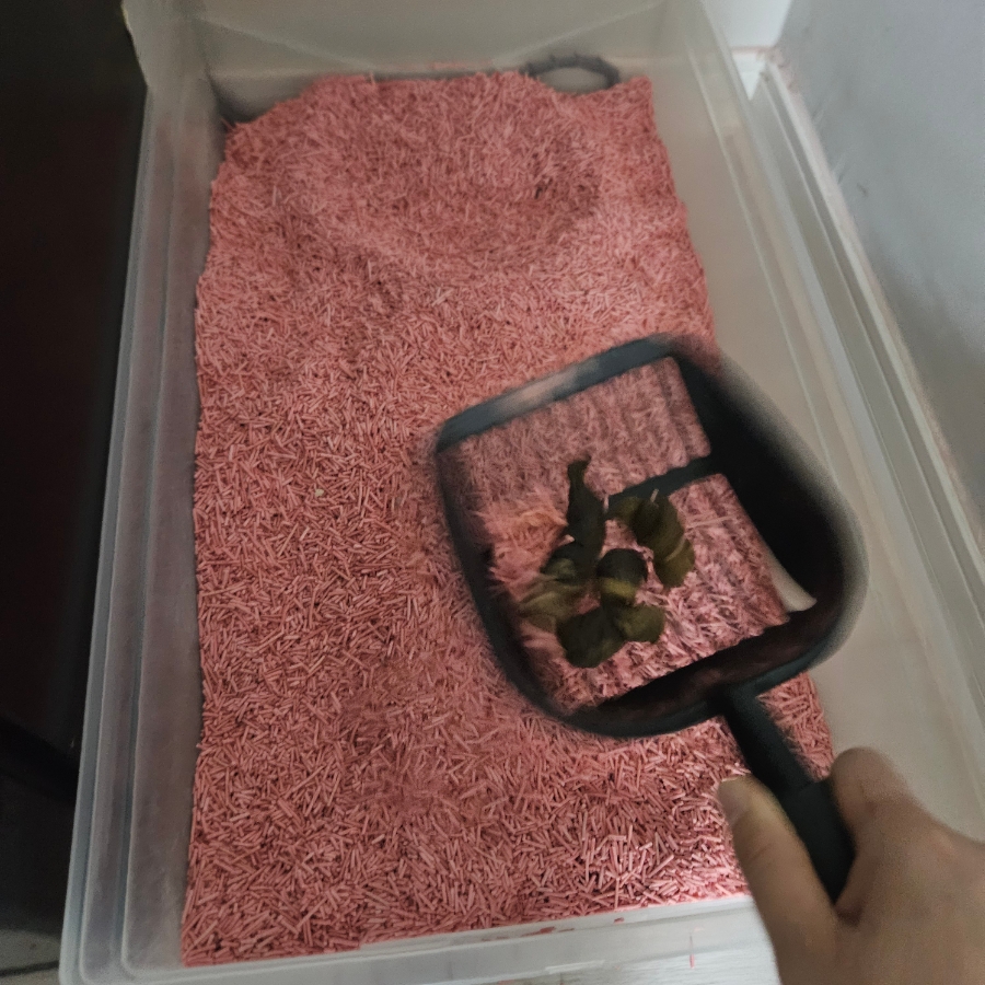 인천 부평 강아지 유치원 비용 및 프로그램 안내 — 사진 13