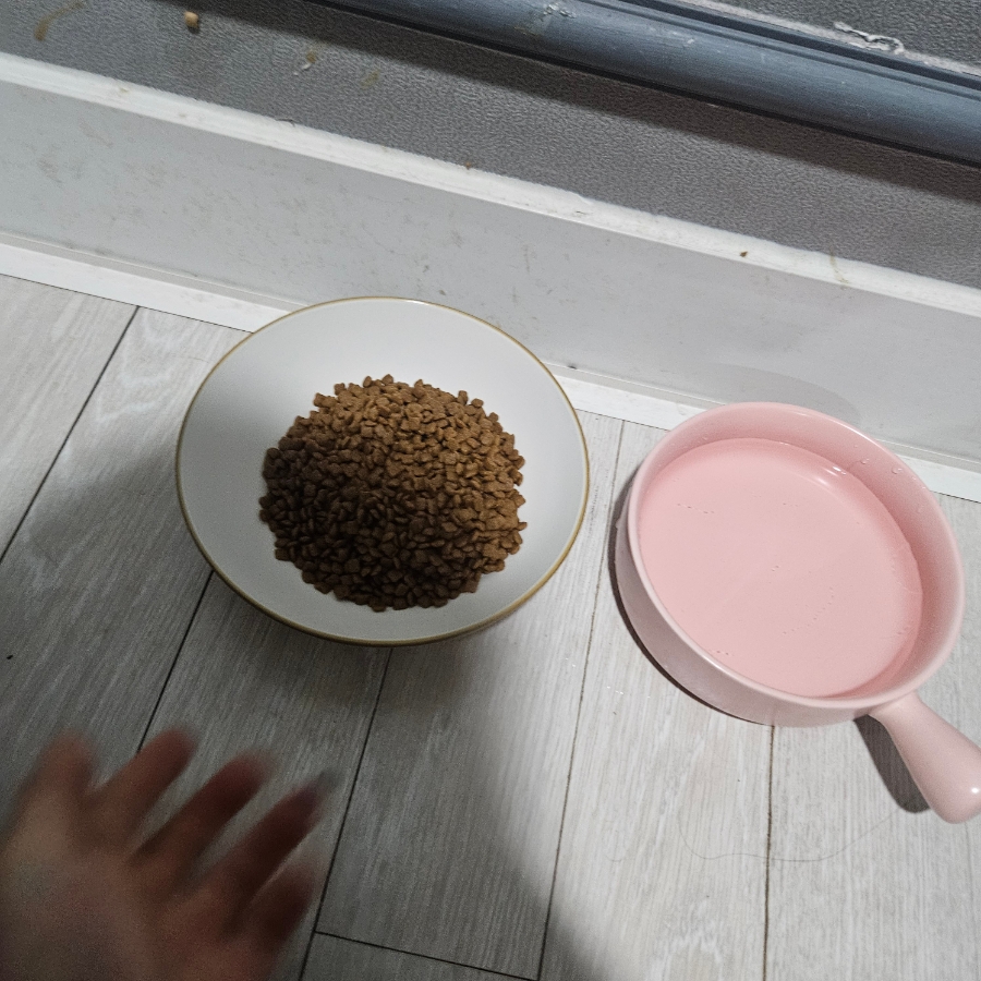 인천 부평 강아지 유치원 비용 및 프로그램 안내 — 사진 11
