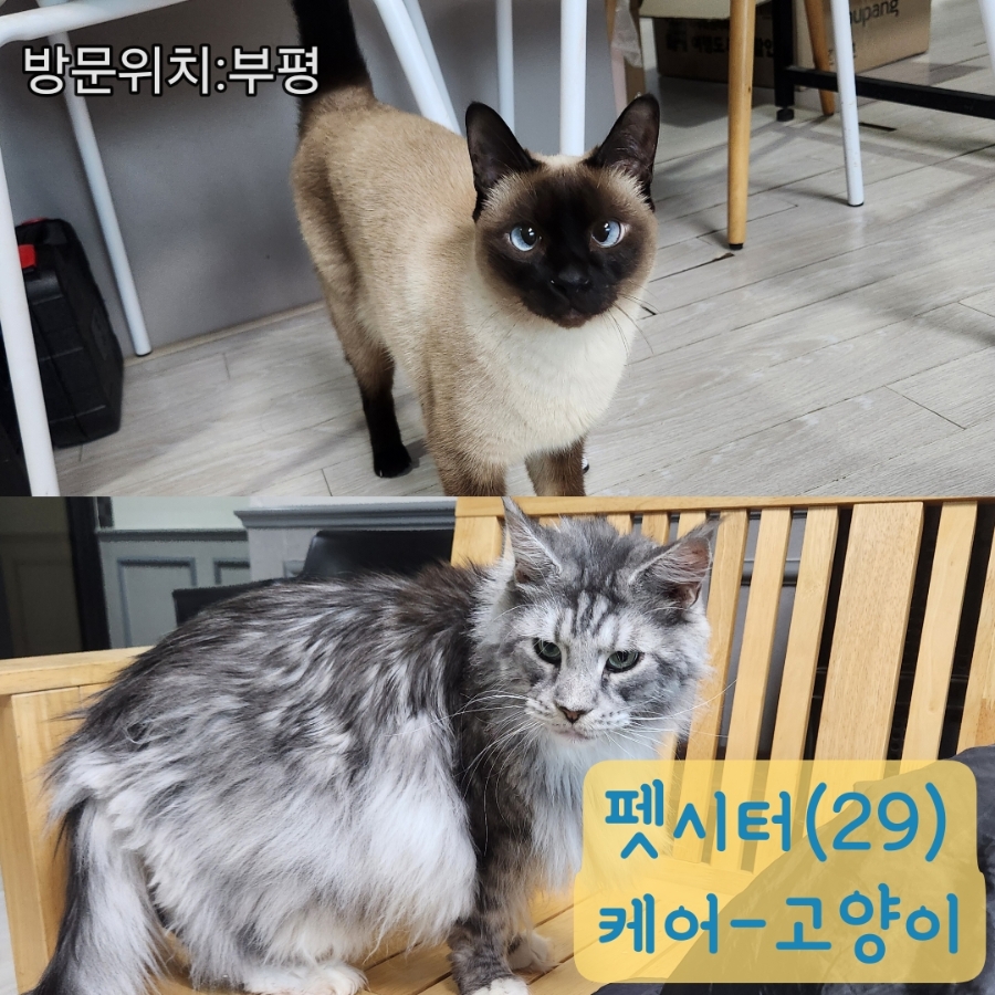인천 부평 강아지 유치원 비용 및 프로그램 안내 — 사진 2