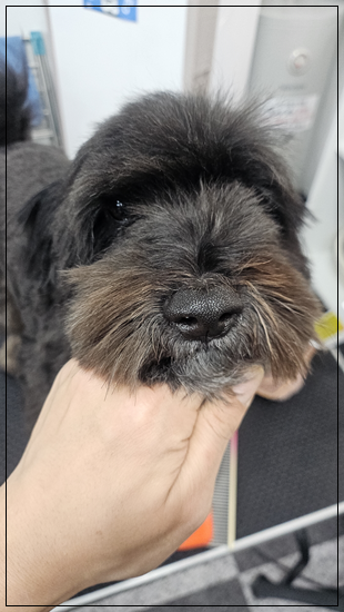 인천 강아지 미용학원, 수강료 지원 비교 및 후기 — 사진 5