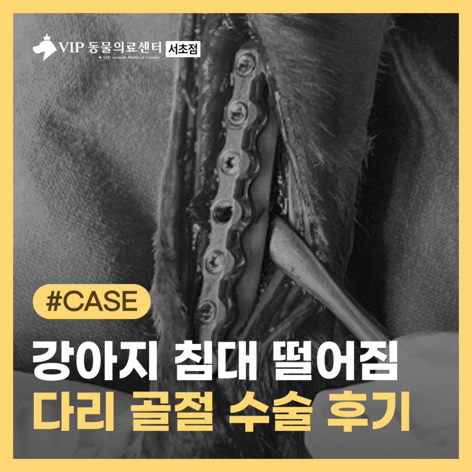강아지 앞다리 골절 수술, 침대 낙상 후 회복 과정