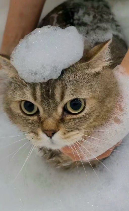강남 고양이 미용: 맞춤 스파와 프리미엄 케어 전문점 — 사진 2