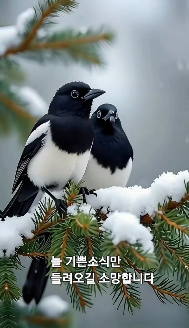 까치 까치 설날~🐦‍⬛ : 네이버 블로그