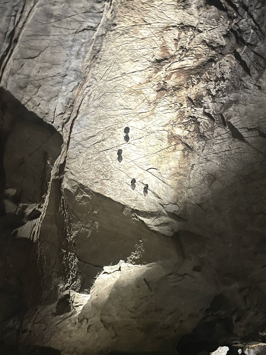 고수동굴 이미지