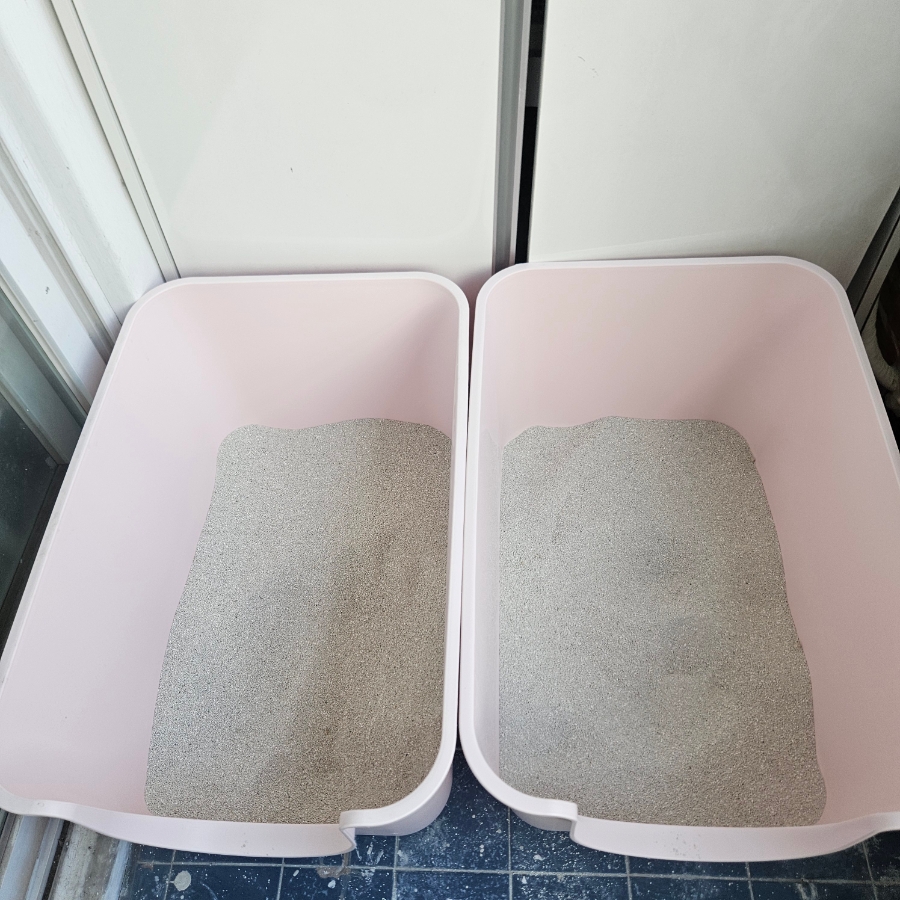 인천 부평 고양이 방문 펫시터 서비스 후기 — 사진 17