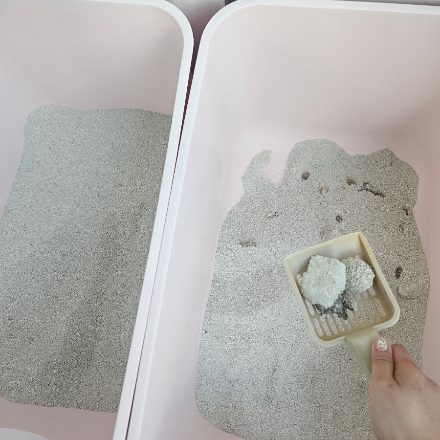 인천 부평 고양이 방문 펫시터 서비스 후기 — 사진 16