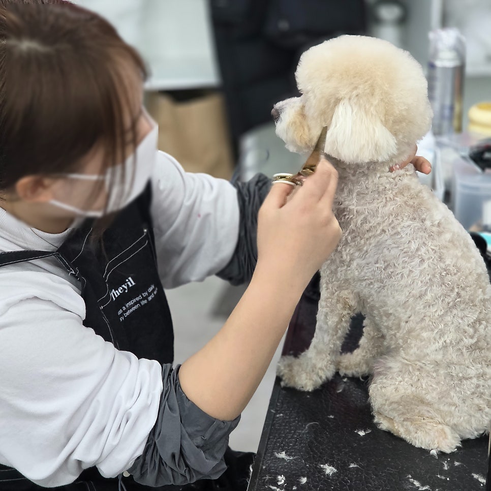 노원 강아지 미용, 가위컷 vs 기계컷 비용 차이 — 사진 9