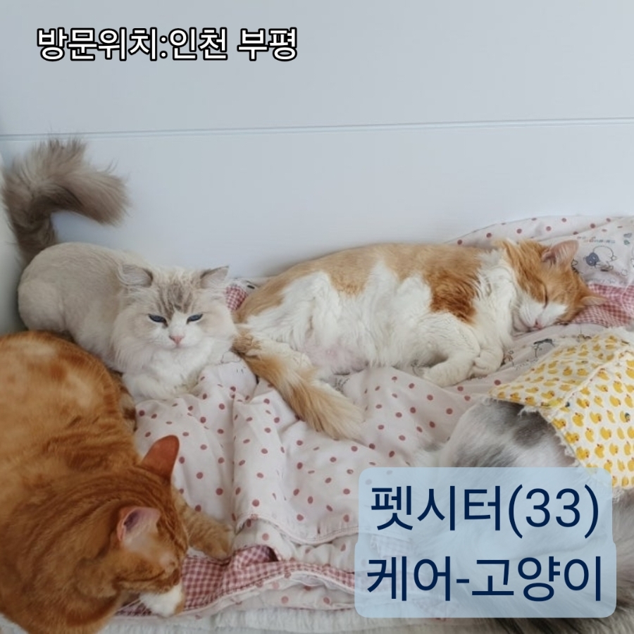 인천 부평 고양이 방문 펫시터 서비스 후기 — 사진 2