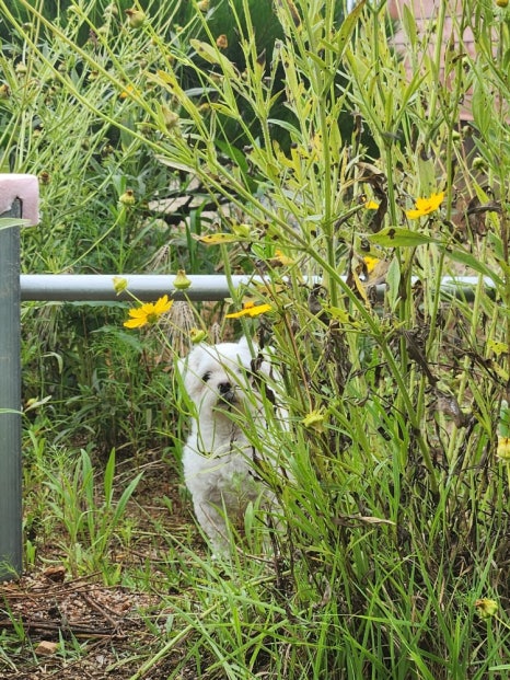 화이트하우스펜션 이미지