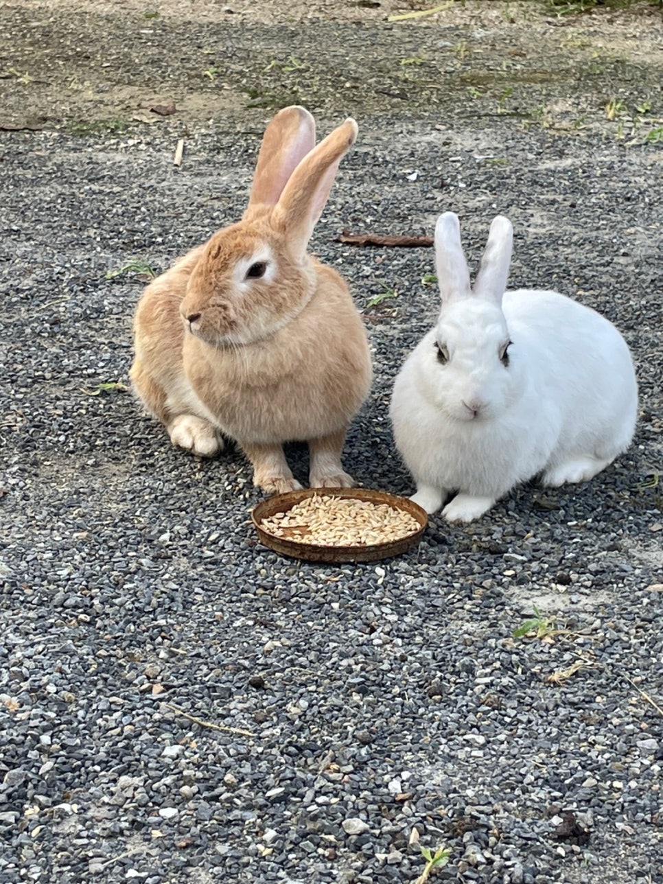 샬롬식당 이미지