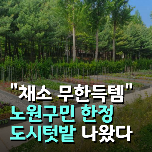 브로콜리 지역정보 관련 사진 3