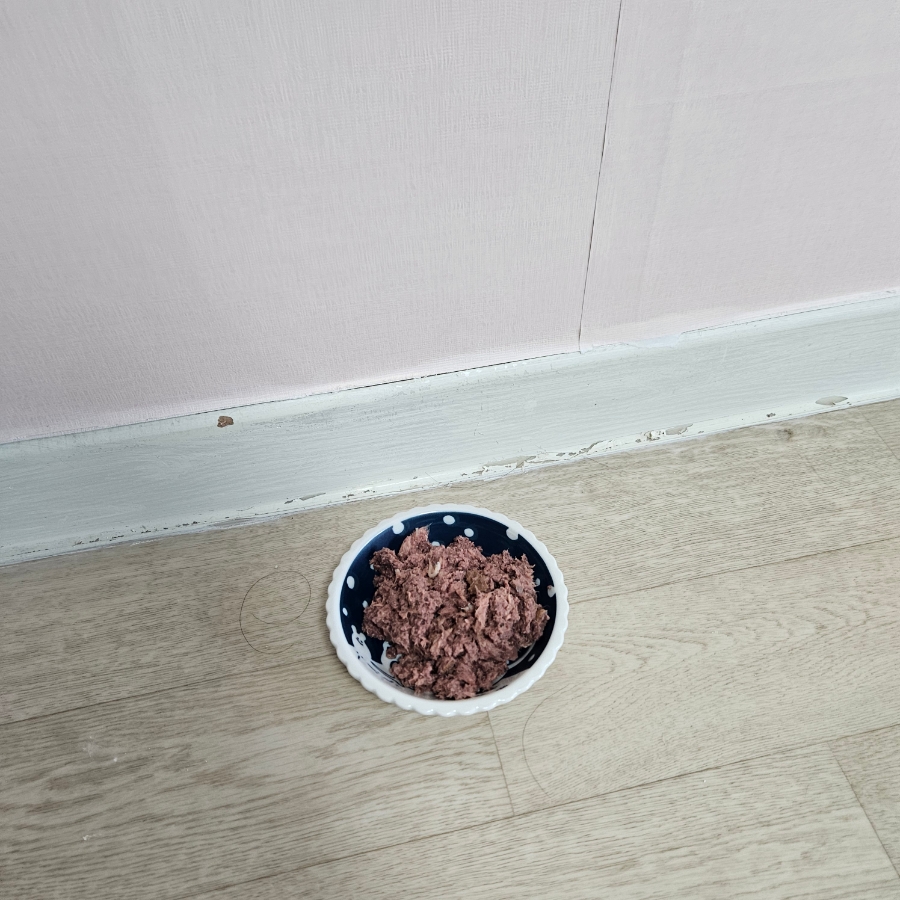 인천 부평 고양이 방문 펫시터 서비스 후기 — 사진 13