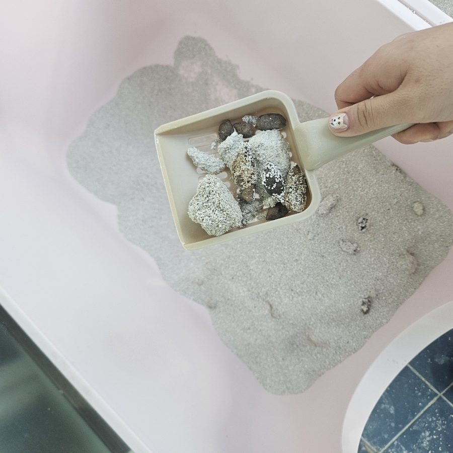 인천 부평 고양이 방문 펫시터 서비스 후기 — 사진 15
