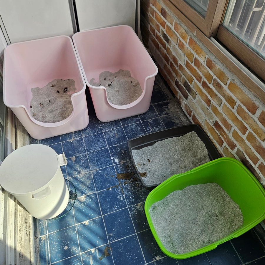 인천 부평 고양이 방문 펫시터 서비스 후기 — 사진 14