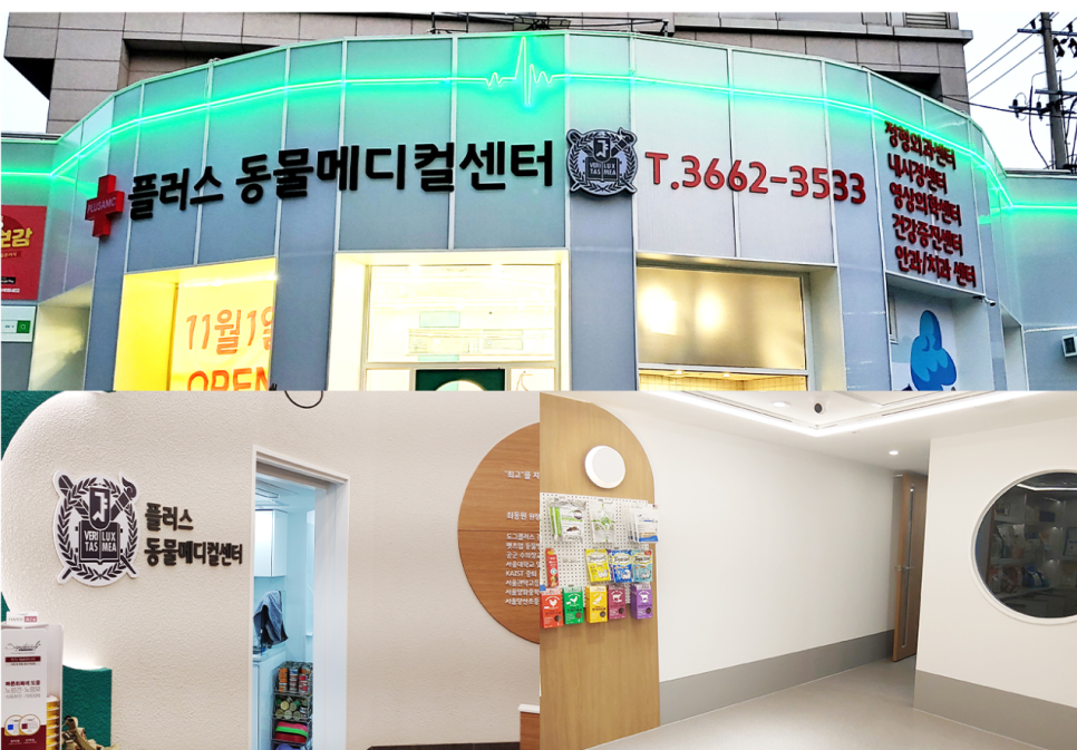 영등포 플러스동물메디컬센터 슬개골탈구 수술 후기 — 사진 3