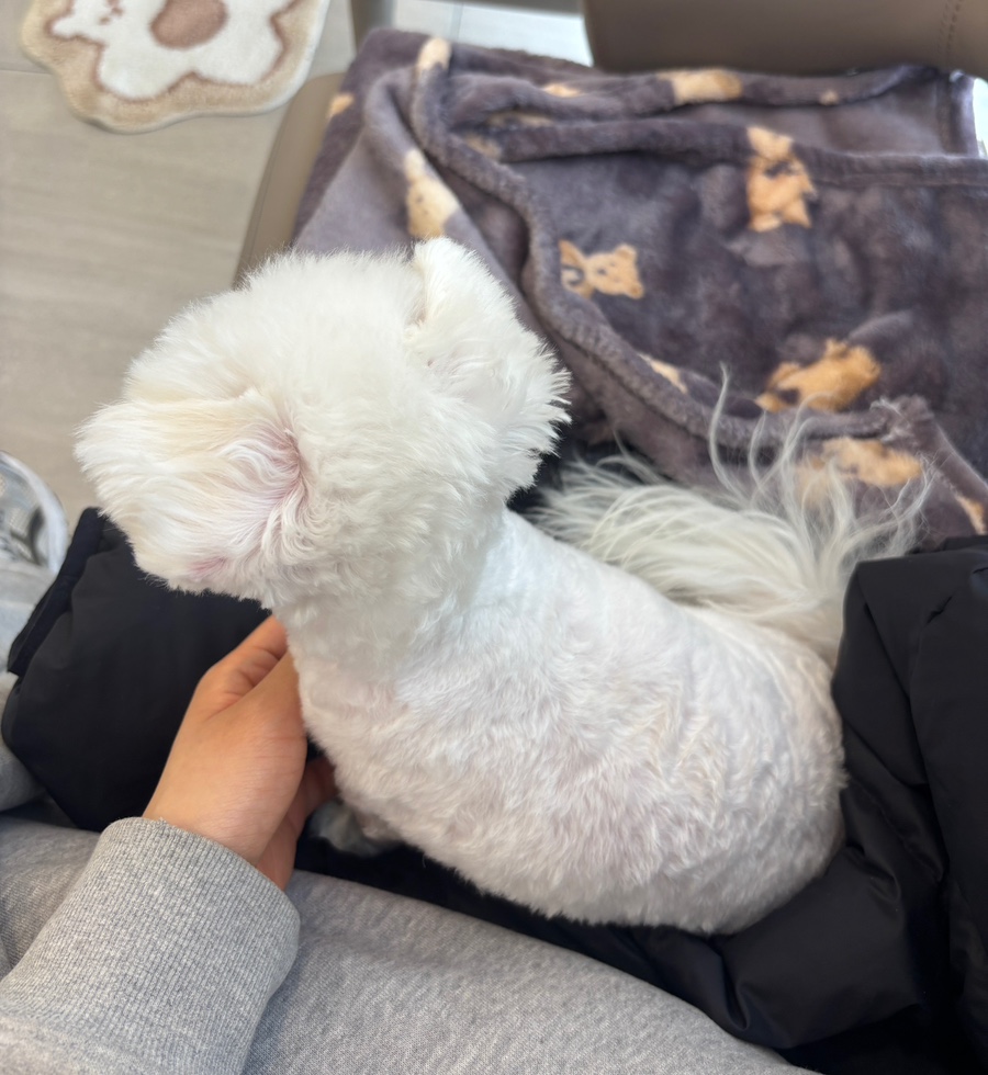 도곡 치유 동물병원: 강남 24시 응급진료 및 건강검진 비용 — 사진 8