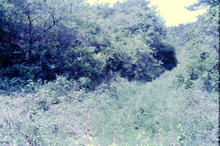 영월명품곰탕 이미지