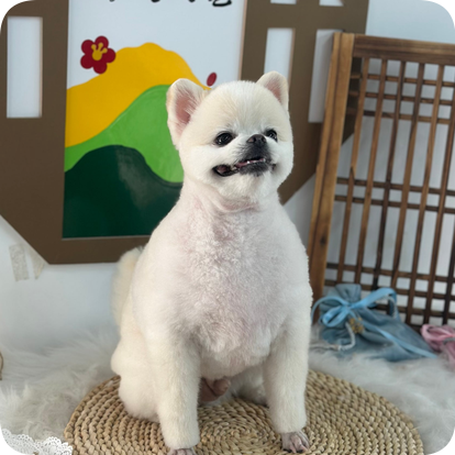 수원 애견미용 자격증 4개월 합격 비결 — 사진 3