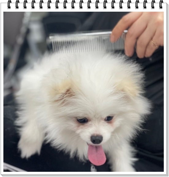 부산 강아지미용학원 수강료 지원 및 커리큘럼 안내 — 사진 2