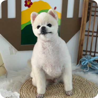 수원 애견미용 자격증 4개월 합격 비결 — 사진 4