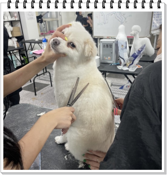 부산 강아지미용학원 수강료 지원 및 커리큘럼 안내 — 사진 4