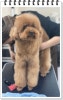 부산 강아지미용학원 수강료 지원 및 커리큘럼 안내