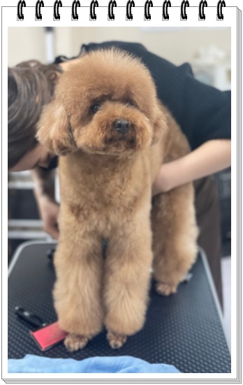 부산 강아지미용학원 수강료 지원 및 커리큘럼 안내