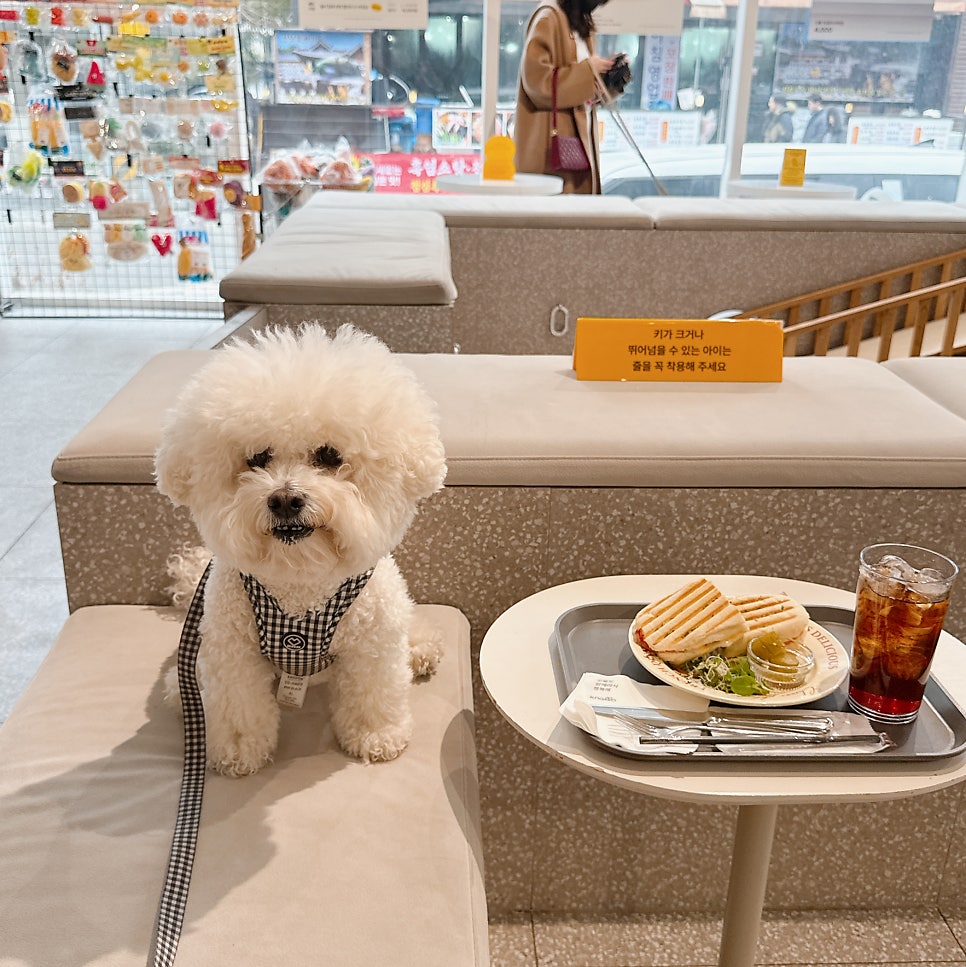 강남 애견동반 카페 놀로스퀘어, 실내 동반 및 식사 가능 — 사진 12