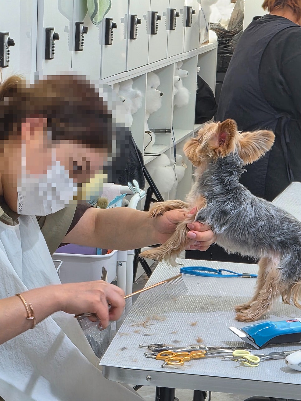 국비지원 애견미용학원, 취업·창업 가능할까? — 사진 4