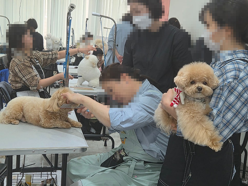국비지원 애견미용학원, 취업·창업 가능할까? — 사진 3