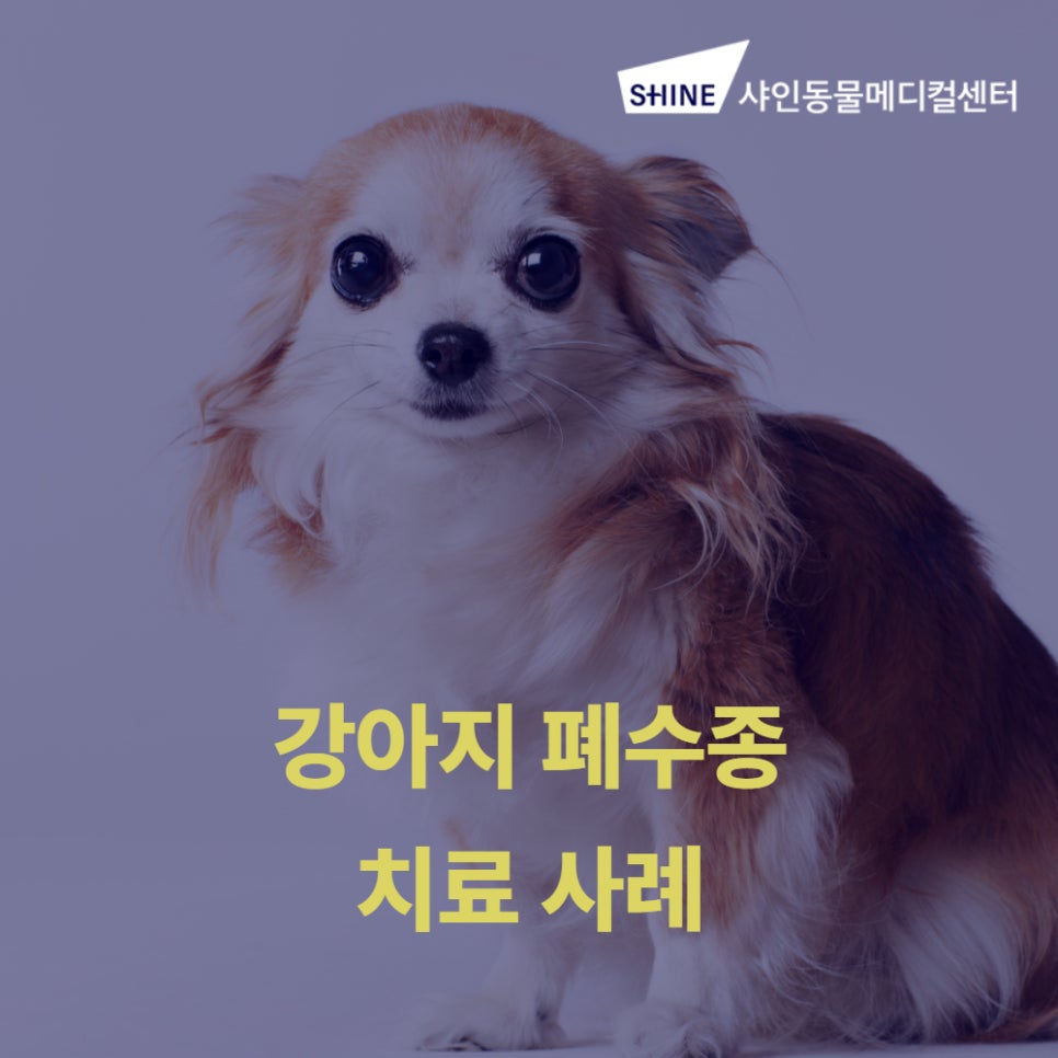 강아지 폐수종 치료, 송파 샤인동물메디컬센터에서 정확하게 — 사진 1