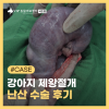 강아지 난산 제왕절개, 서초 VIP동물병원 수술 후기