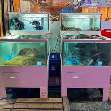 오징어바다 가락직영점 사진 5
