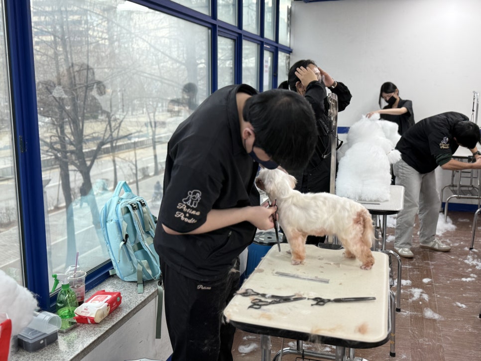 부천애견미용학원: 실습 중심 커리큘럼과 비용 안내 — 사진 3
