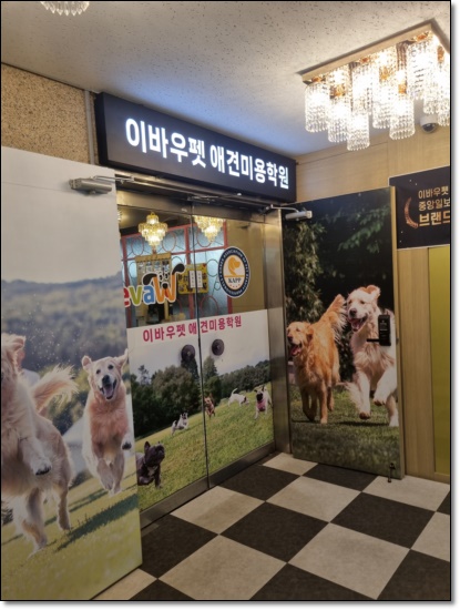 대구 강아지미용학원, 수강료 지원받고 전문가 되기 — 사진 8